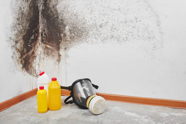 Reliable Nashville, IL Mold Removal Solutions