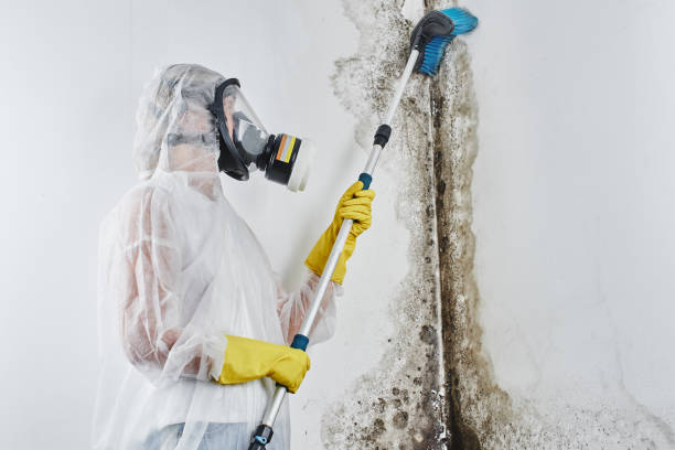 Certified Mold Removal in Nashville, IL