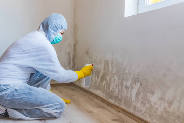 Best Mold Testing  in Nashvle, IL