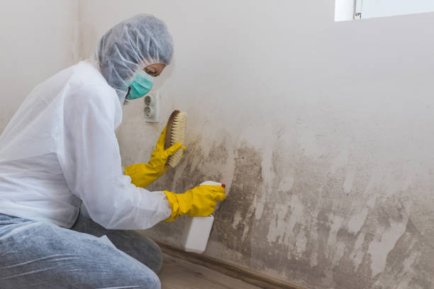 Best Mold Removal Near Me  in Nashvle, IL