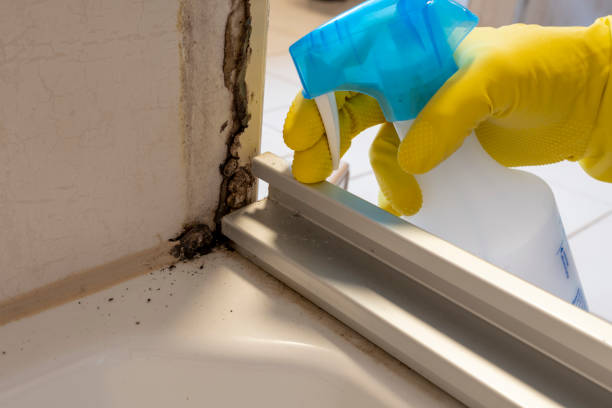 Best Mold Damage Repair  in Nashvle, IL