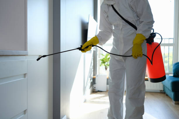 Best Attic Mold Removal  in Nashvle, IL