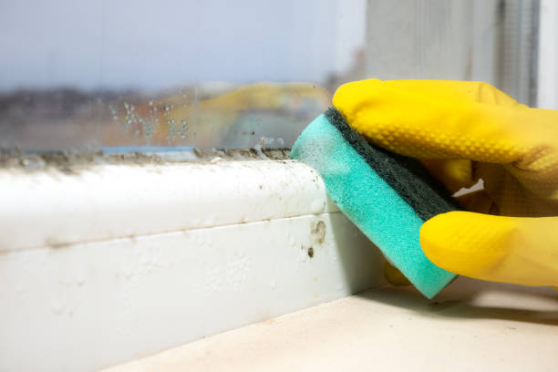 Best Residential Mold Removal  in Nashvle, IL
