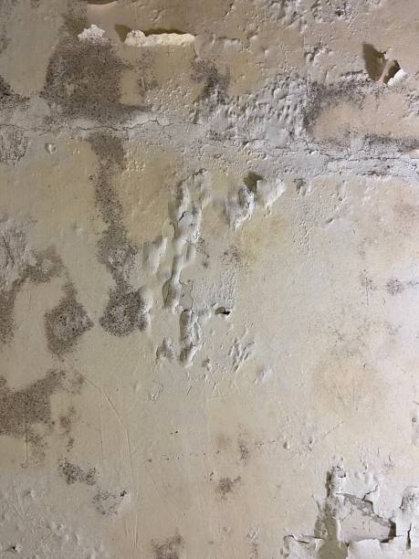Best Mold Removal Specialists  in Nashvle, IL
