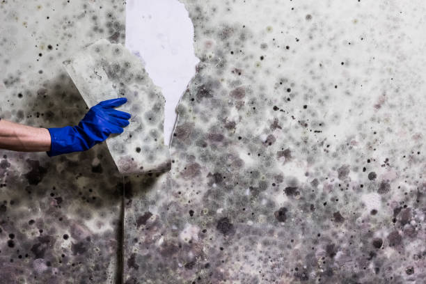 Best Mold Removal Company Near Me  in Nashvle, IL
