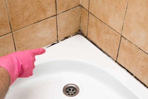 Attic Mold Removal in Nashville, IL